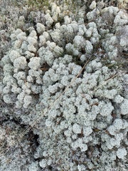 Cladonia stellaris