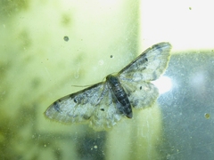 Idaea filicata