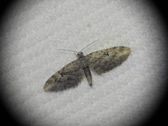Eupithecia pusillata