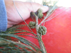 Casuarina equisetifolia