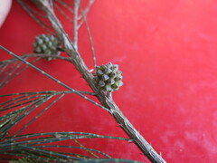 Casuarina equisetifolia