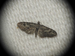 Eupithecia