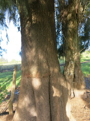 Casuarina equisetifolia