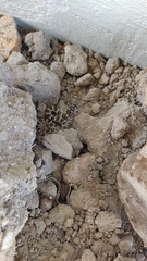 Hemorrhois hippocrepis