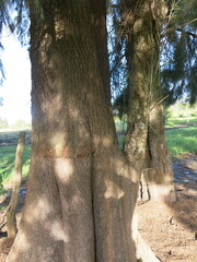 Casuarina equisetifolia