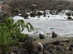 Larus argentatus mongolicus