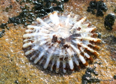 Siphonaria atra image
