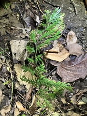 Selaginellaceae
