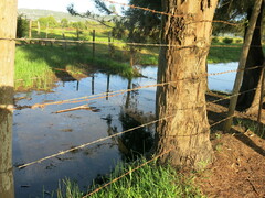 Casuarina equisetifolia