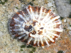 Siphonaria atra
