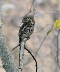 Glaucidium capense