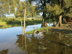 Casuarina equisetifolia