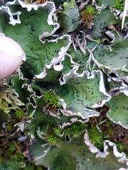 Peltigera aphthosa