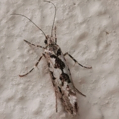 Ypsolopha sequella