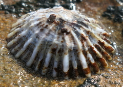 Siphonaria atra