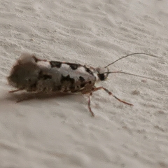 Ypsolopha sequella