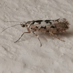 Ypsolopha sequella