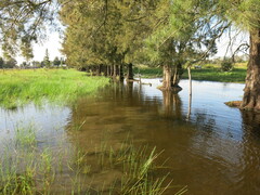 Casuarina equisetifolia