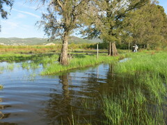 Casuarina equisetifolia