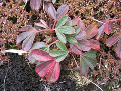 Sibbaldiopsis tridentata