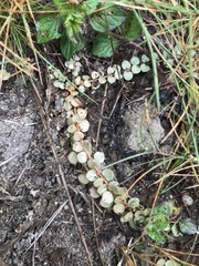 Lysimachia tenella