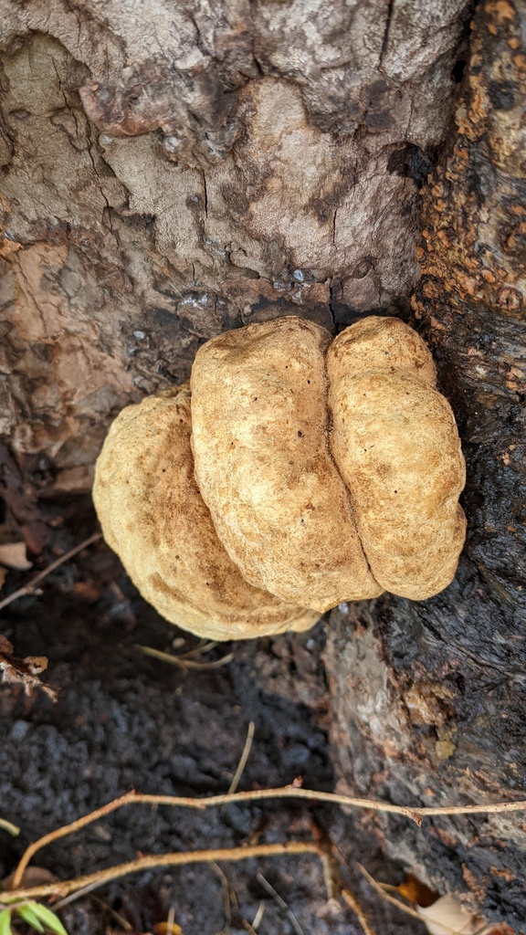Laetiporus versisporus · October 2022 · photo: © atsushi_nakajima_cirque (iNaturalist, cc-by)