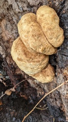 Laetiporus versisporus