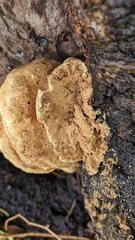 Laetiporus versisporus