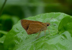 Polytremis lubricans