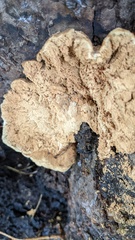 Laetiporus versisporus