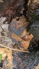 Laetiporus versisporus