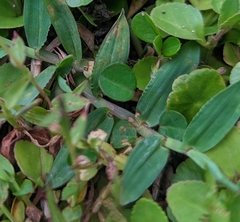 Alysicarpus vaginalis