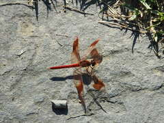 Sympetrum pedemontanum elatum