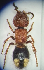 Mutilla quinquemaculata