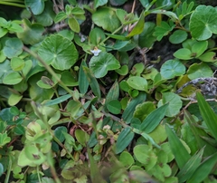 Alysicarpus vaginalis