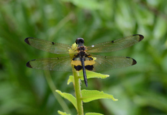Rhyothemis phyllis