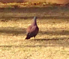 Columba guinea