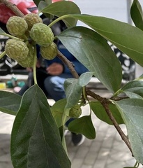 Maclura tricuspidata