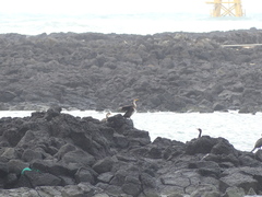 Phalacrocorax capillatus