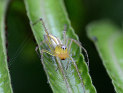 Oxyopes macilentus