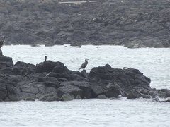 Phalacrocorax capillatus