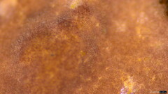 Phlebiopsis crassa