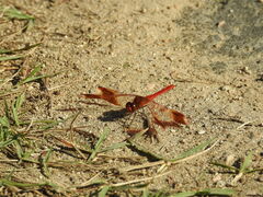 Sympetrum pedemontanum elatum