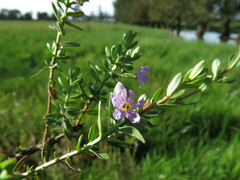 Lythrum alatum