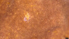 Phlebiopsis crassa
