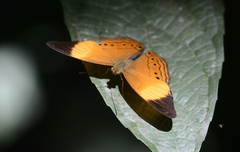 Cirrochroa orissa