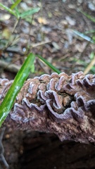 Phlebiopsis crassa