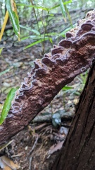 Phlebiopsis crassa