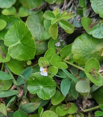 Torenia polygonoides