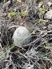Echinocereus reichenbachii caespitosus